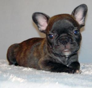 AdorableAKCCHLinesFrenchBulldogPuppiesBoy